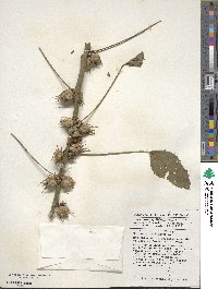 Hibiscus cannabinus image