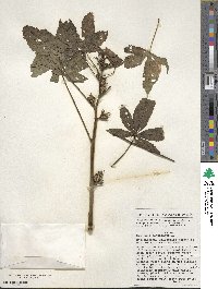 Hibiscus cannabinus image