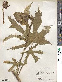 Hibiscus cannabinus image