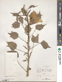 Hibiscus cannabinus image