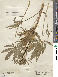 Hibiscus cannabinus image