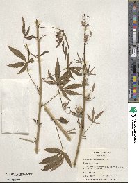 Hibiscus cannabinus image