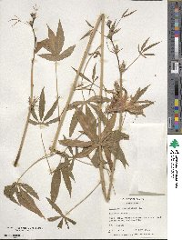 Hibiscus cannabinus image