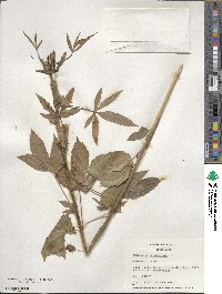 Hibiscus cannabinus image