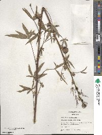 Hibiscus cannabinus image