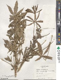 Hibiscus cannabinus image