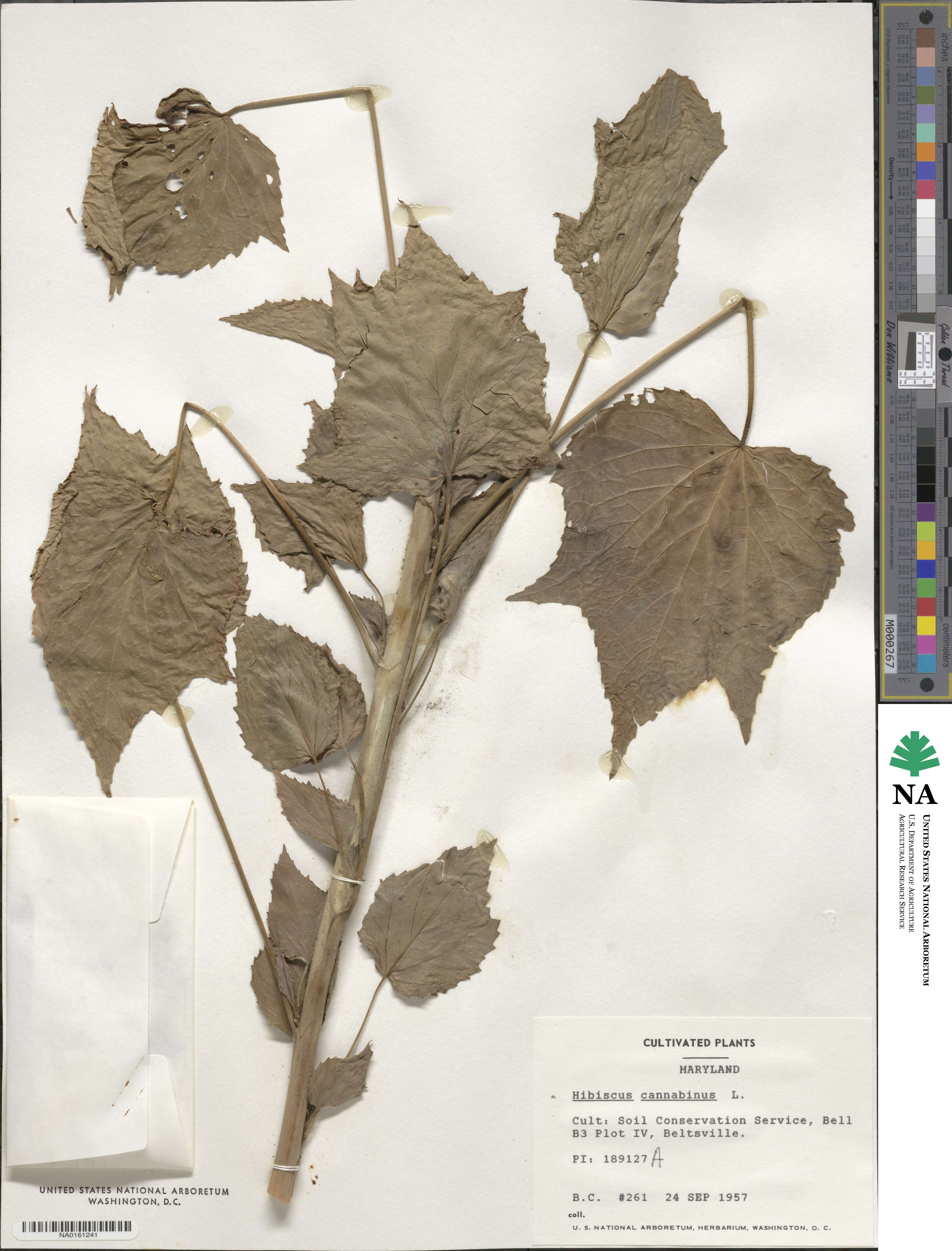 Hibiscus cannabinus image