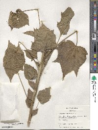 Hibiscus cannabinus image