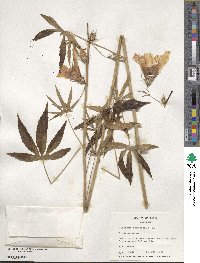 Hibiscus cannabinus image