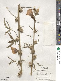 Hibiscus cannabinus image