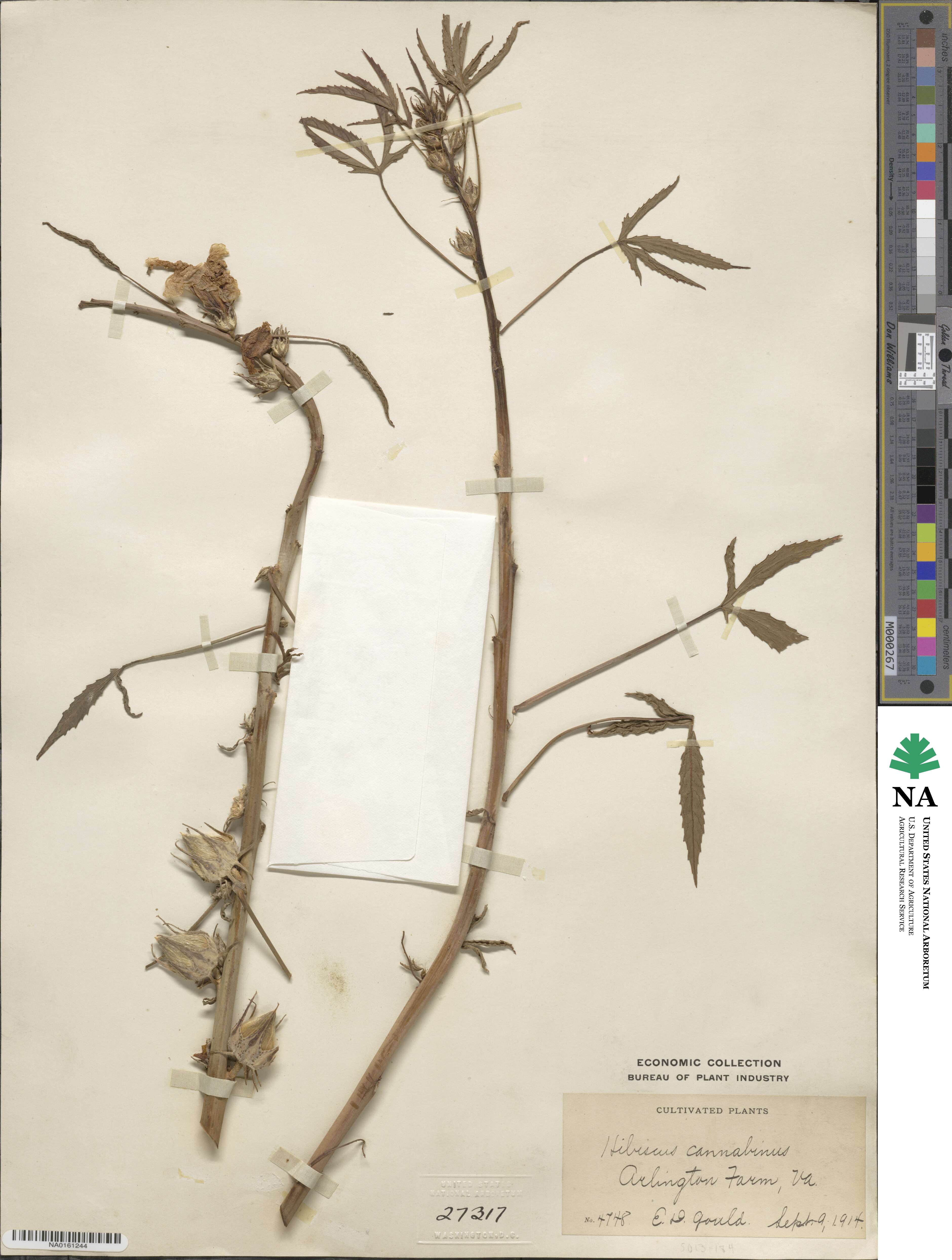 Hibiscus cannabinus image