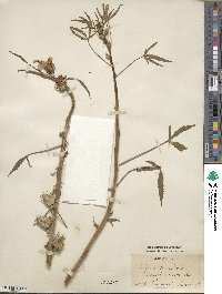 Hibiscus cannabinus image