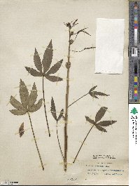 Hibiscus cannabinus image