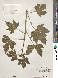 Hibiscus diversifolius image