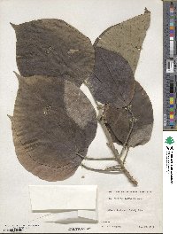 Hibiscus elatus image