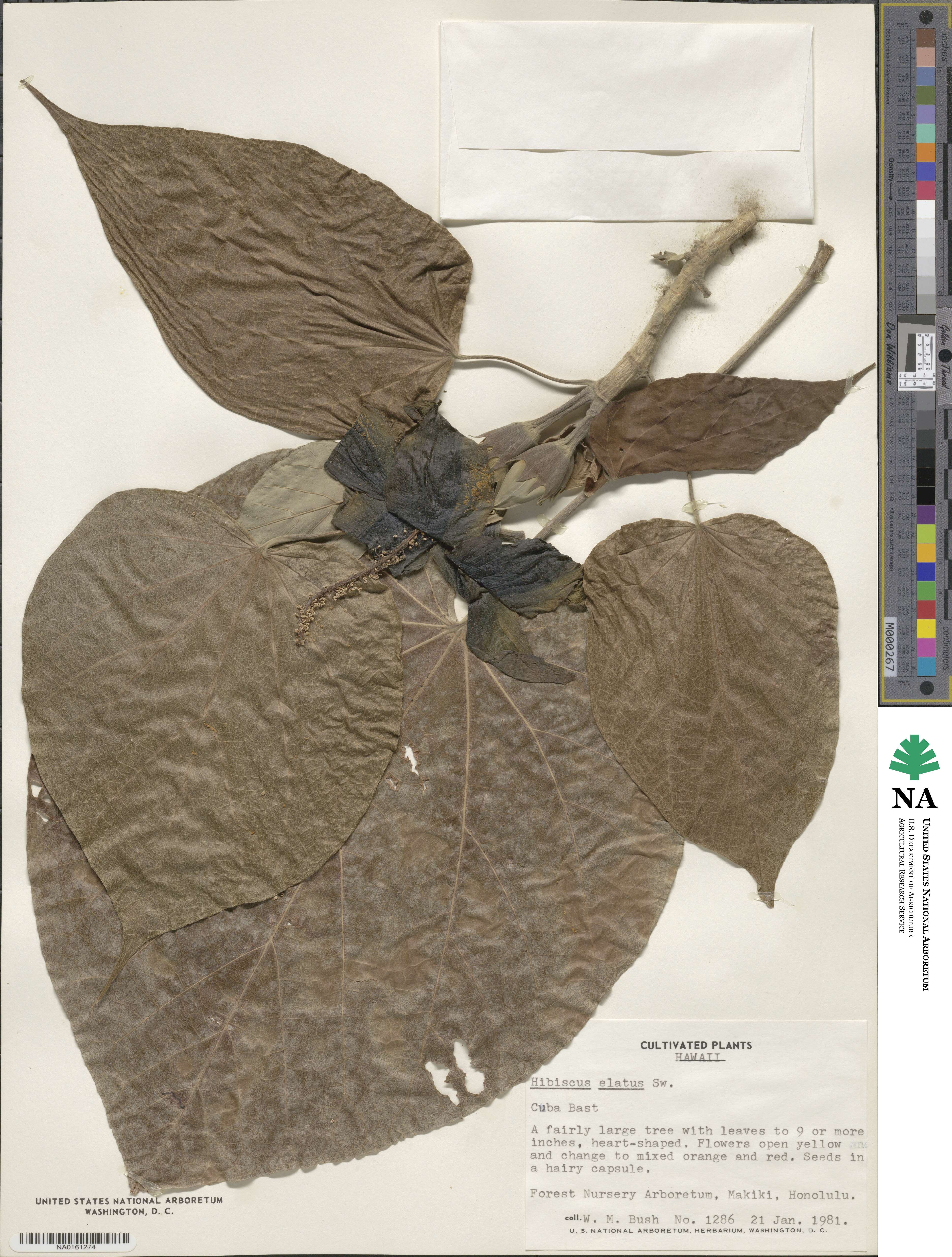 Hibiscus elatus image