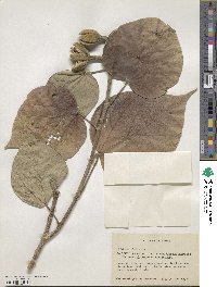 Hibiscus elatus image