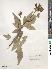 Hibiscus hastatus image