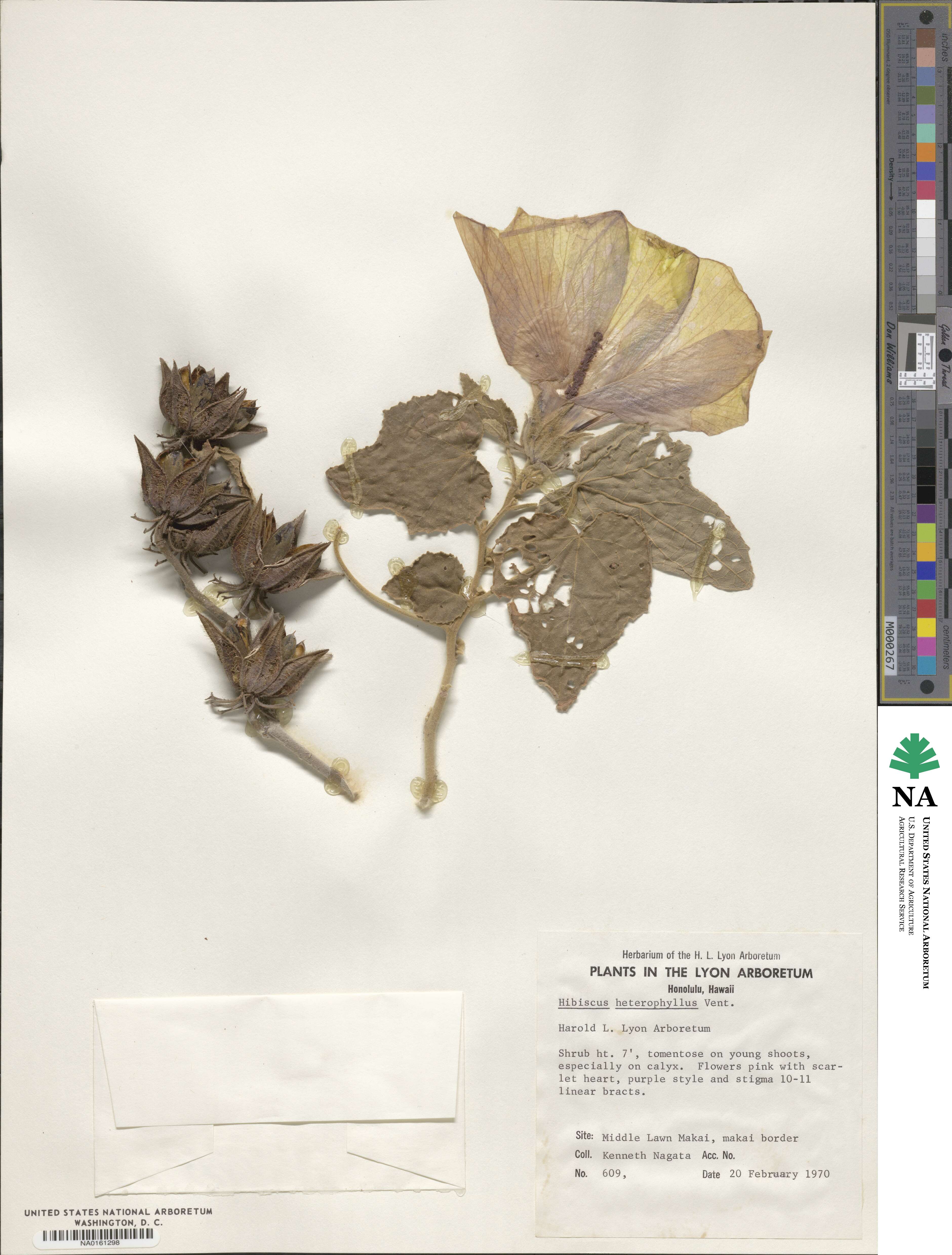 Hibiscus heterophyllus image
