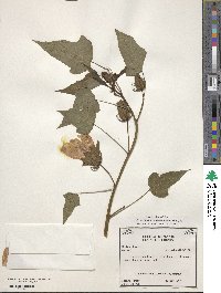 Hibiscus laevis image