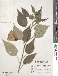 Hibiscus moscheutos subsp. lasiocarpos image