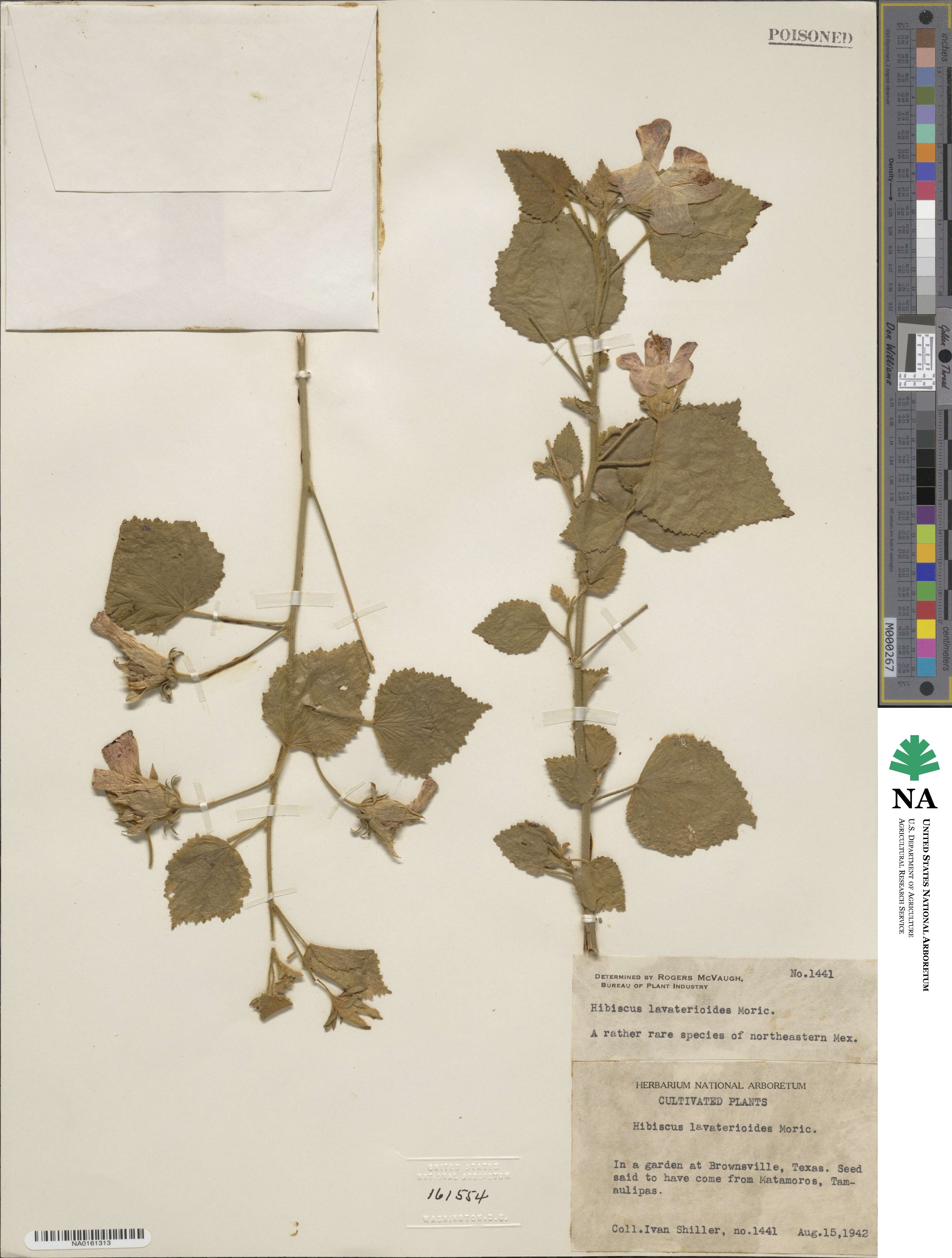 Hibiscus lavaterioides image