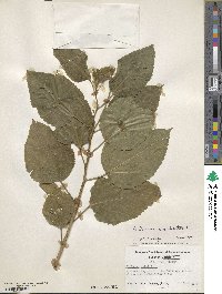 Hibiscus moscheutos image