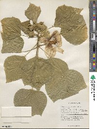 Hibiscus paramutabilis image