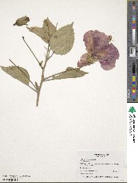 Hibiscus rosa-sinensis image