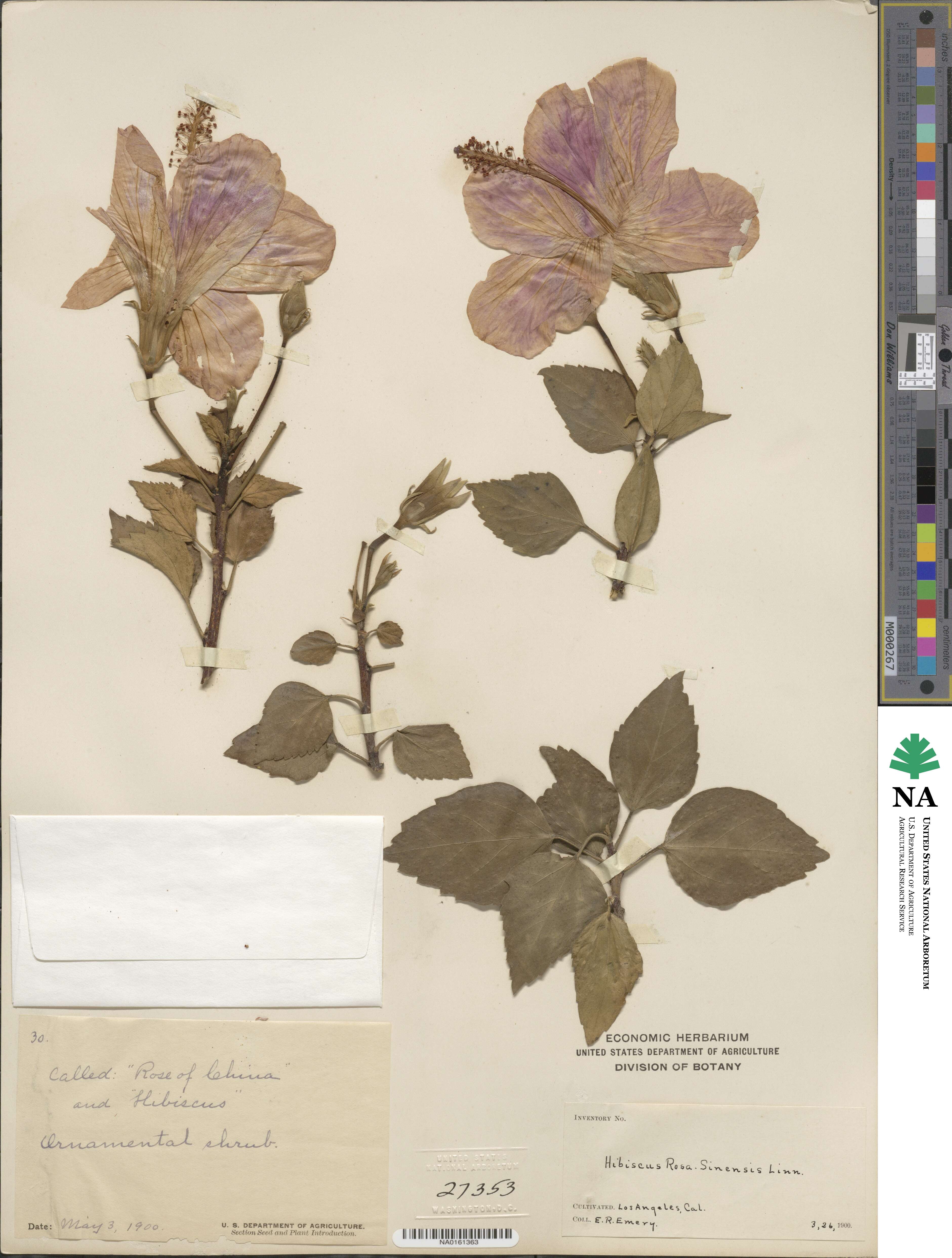Hibiscus rosa-sinensis image