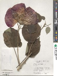 Hibiscus rosa-sinensis image