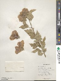 Hibiscus syriacus image