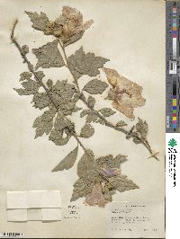 Hibiscus syriacus image