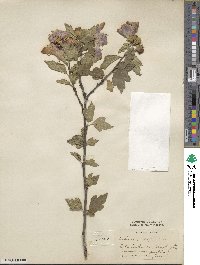 Hibiscus syriacus image