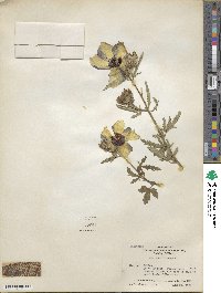 Hibiscus trionum image