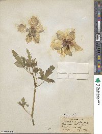 Hibiscus trionum image