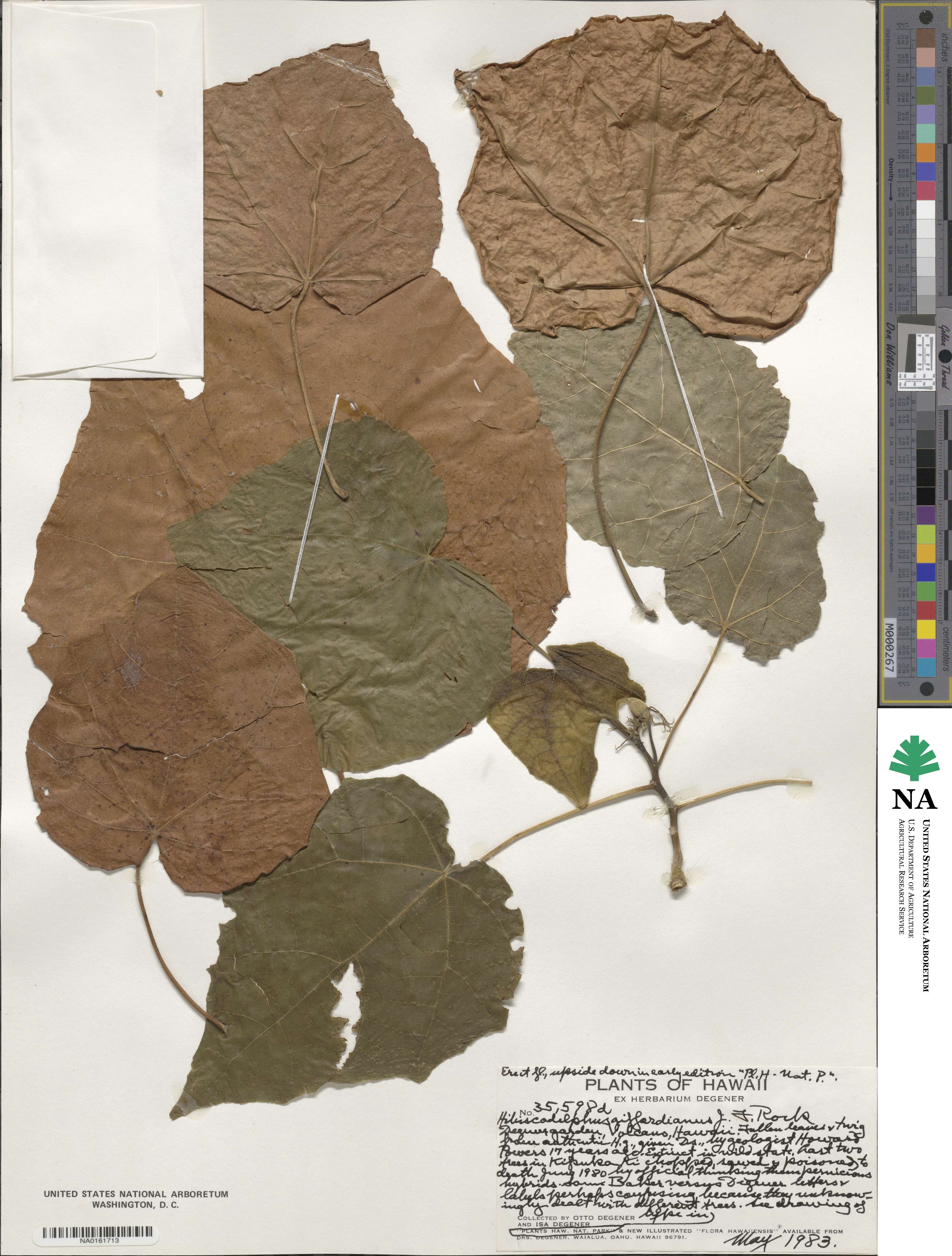 Hibiscadelphus image