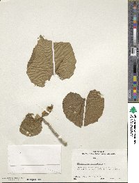 Image of Hibiscadelphus hualalaiensis