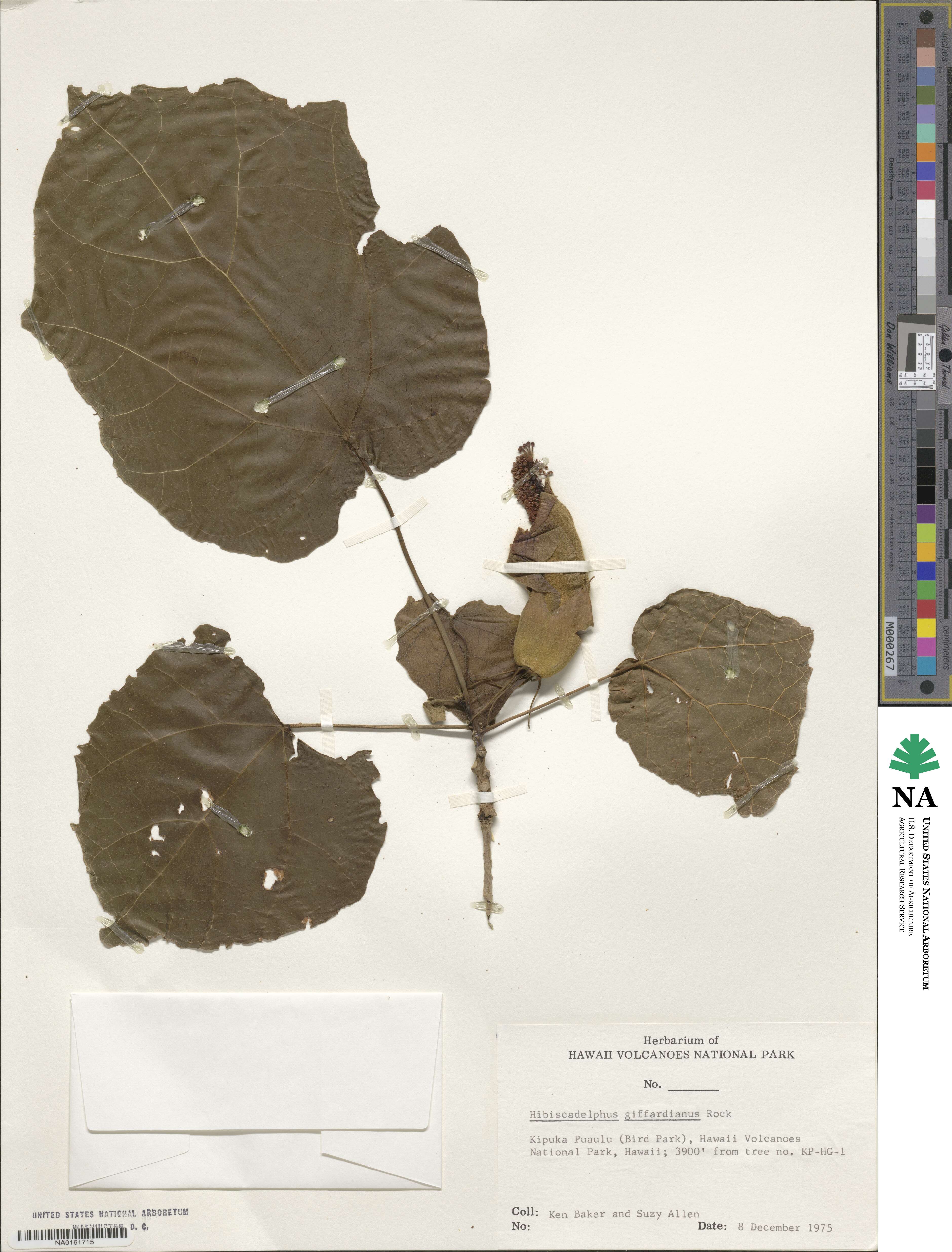 Hibiscadelphus image