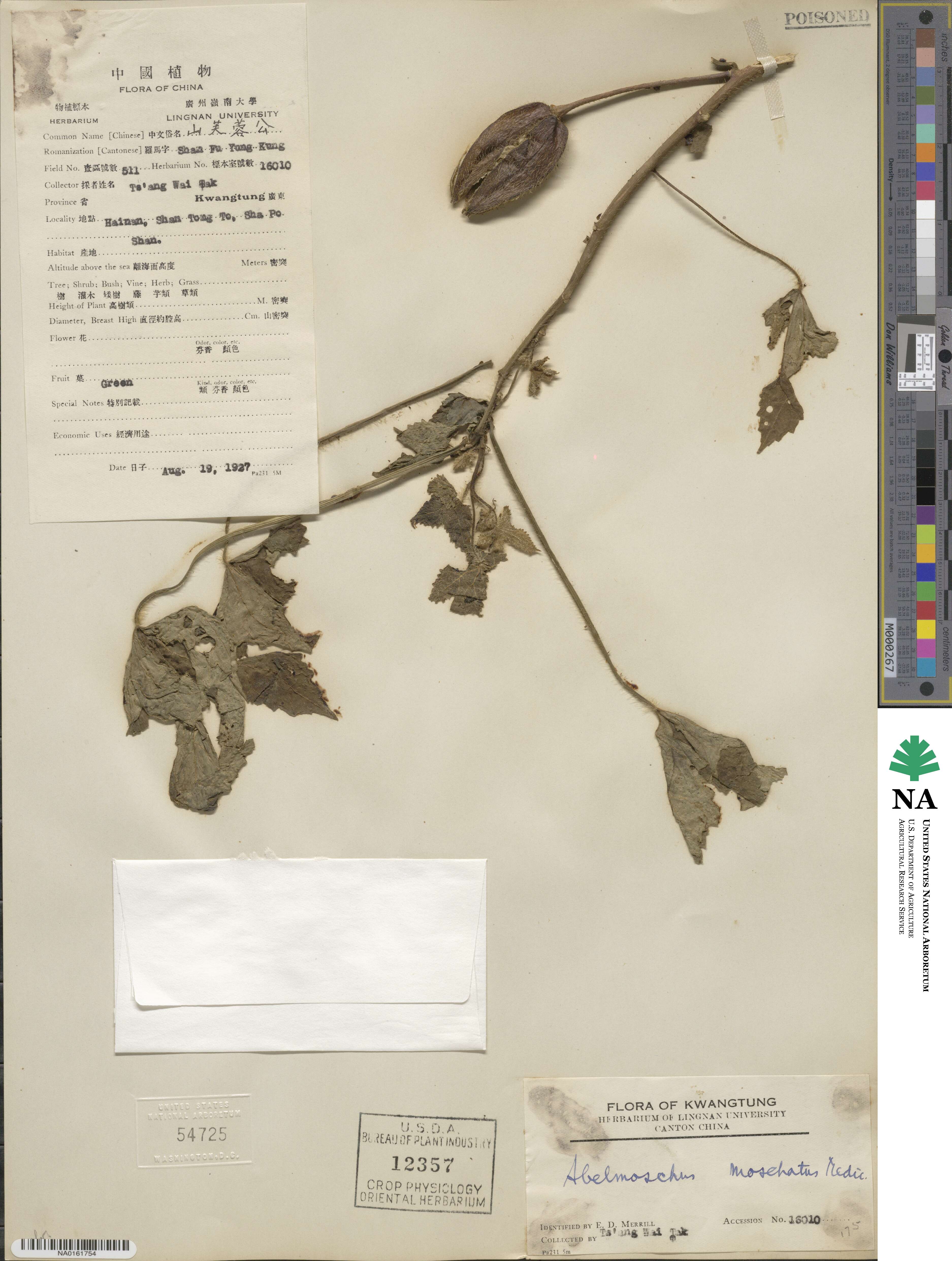 Abelmoschus moschatus image
