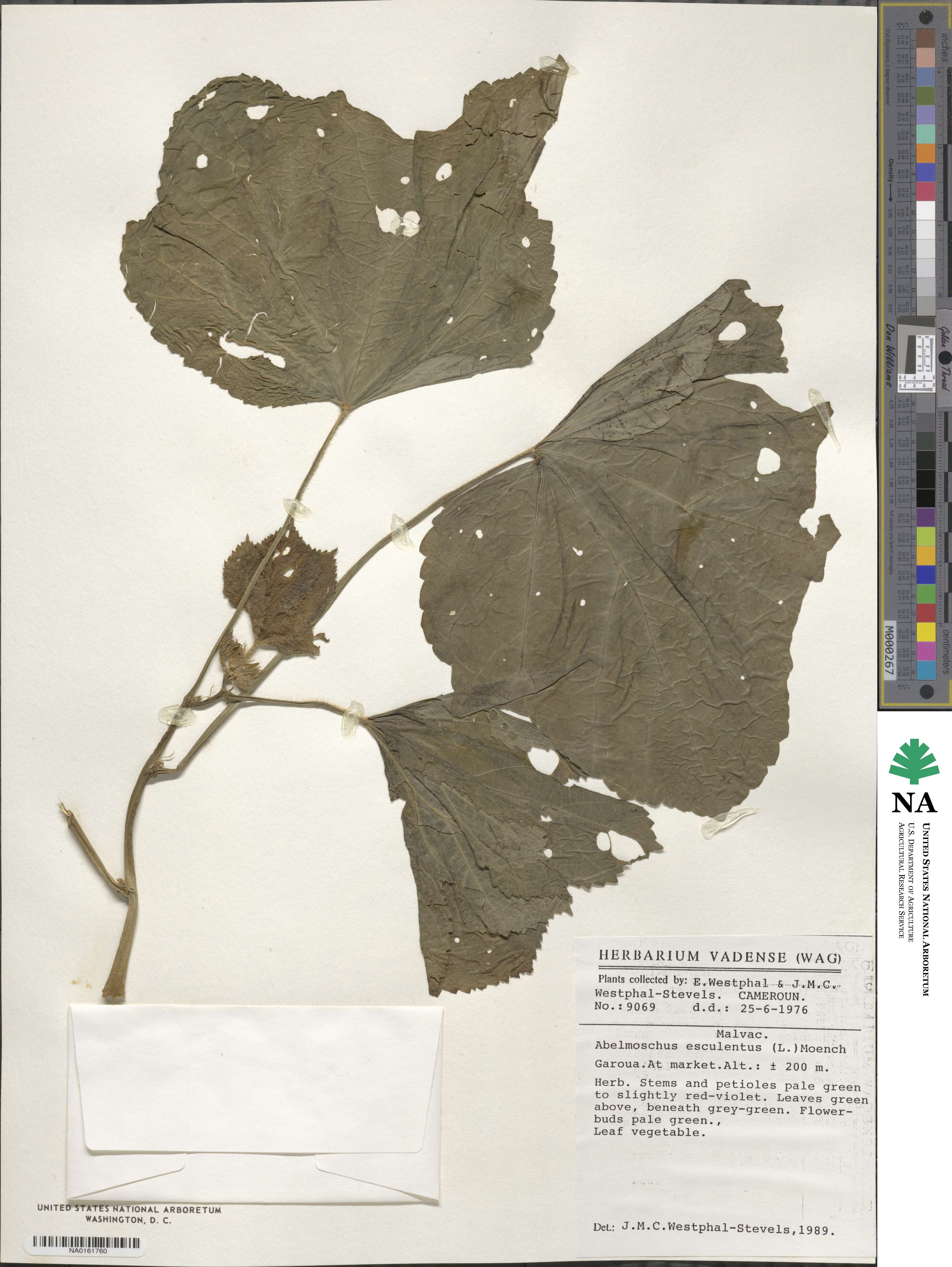 Abelmoschus angulosus image