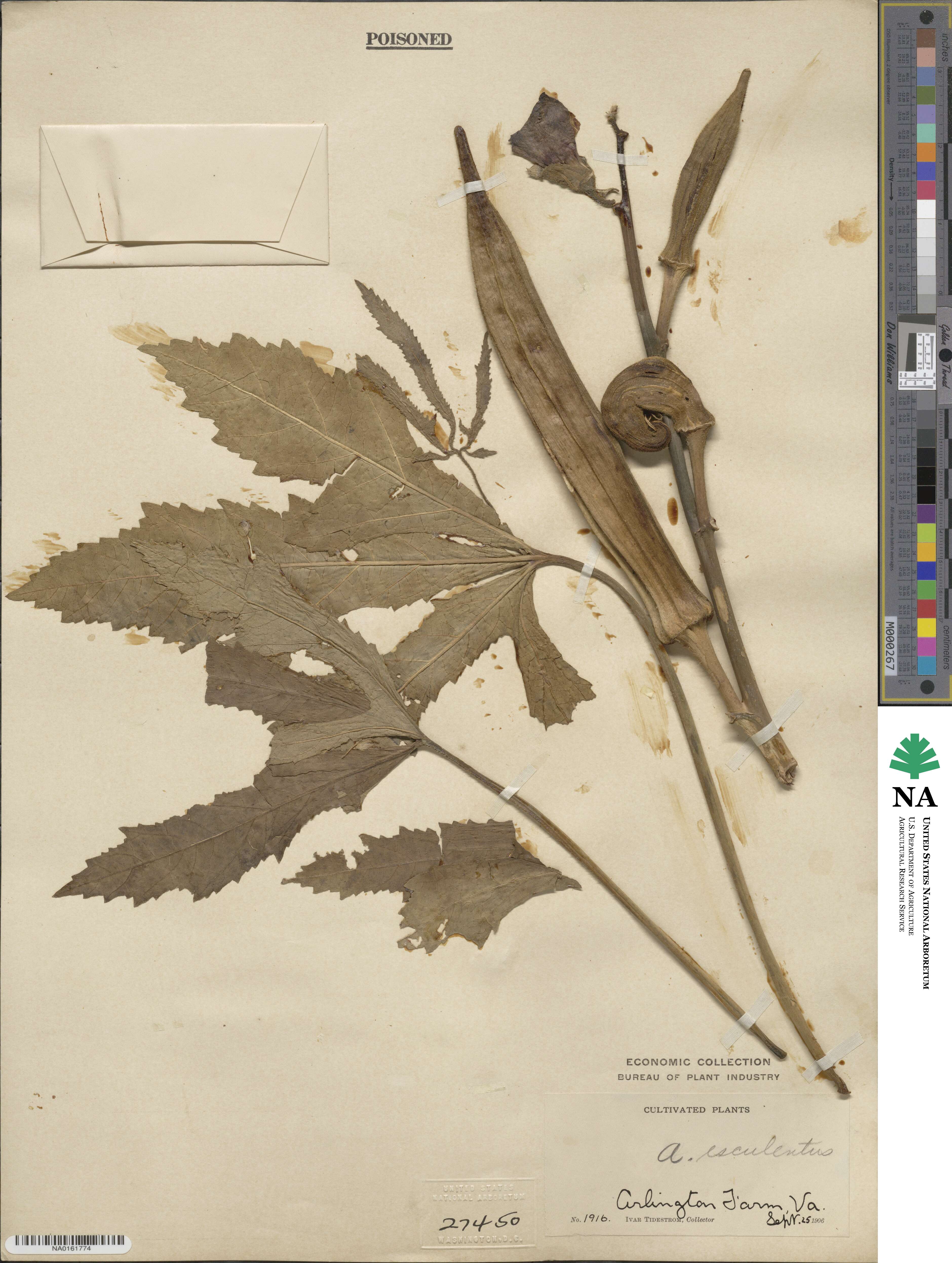 Abelmoschus esculentus image