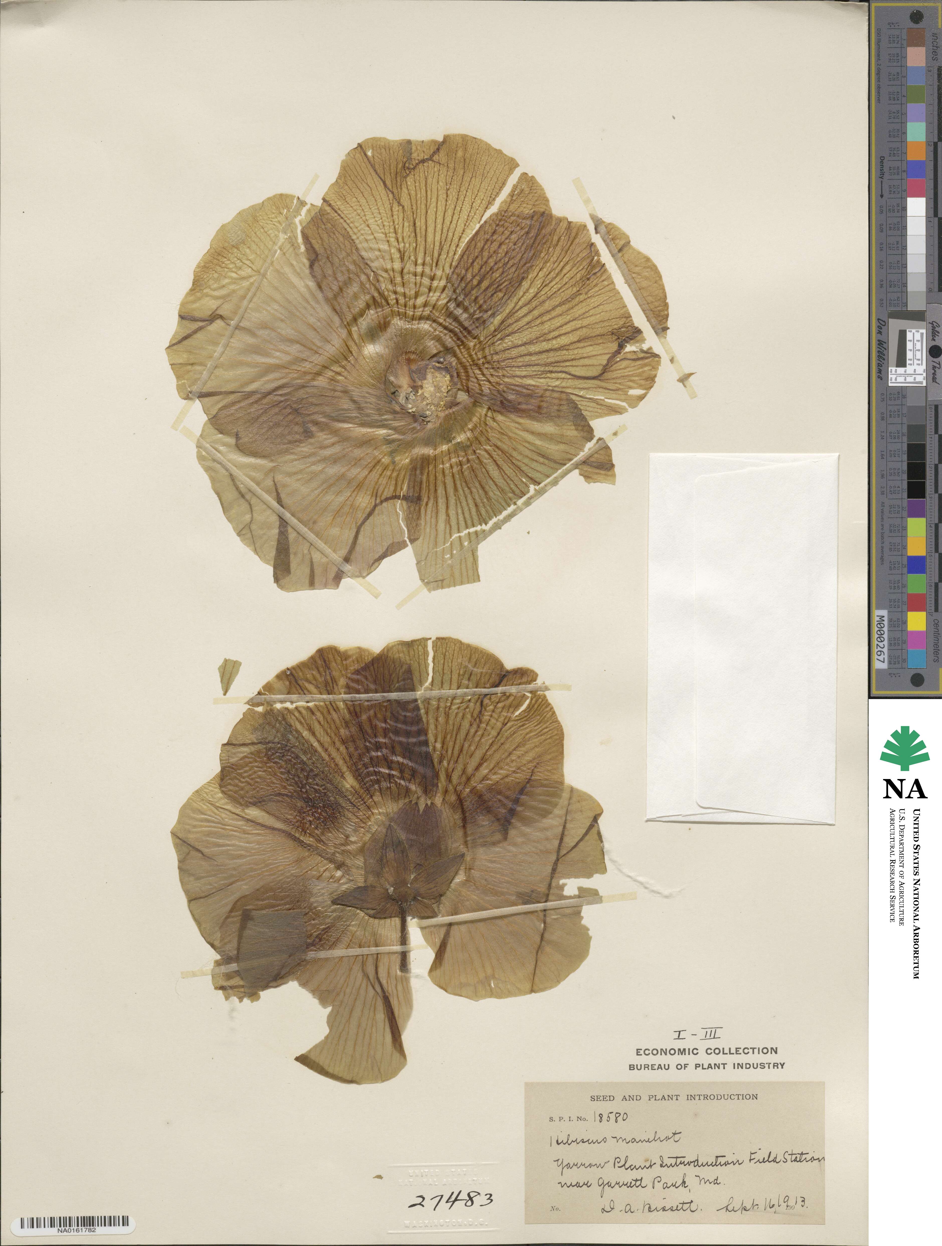Abelmoschus manihot image