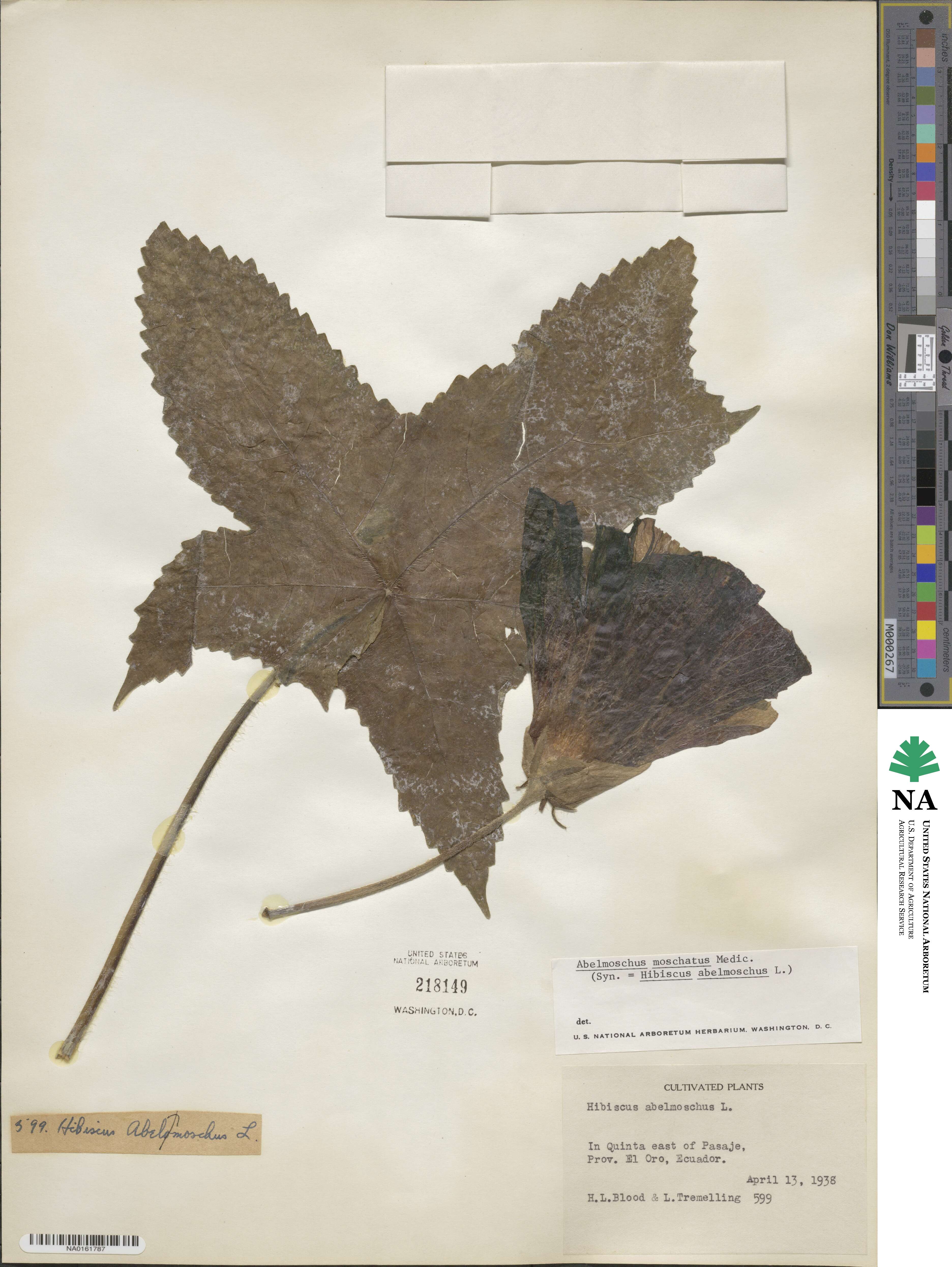 Abelmoschus moschatus image