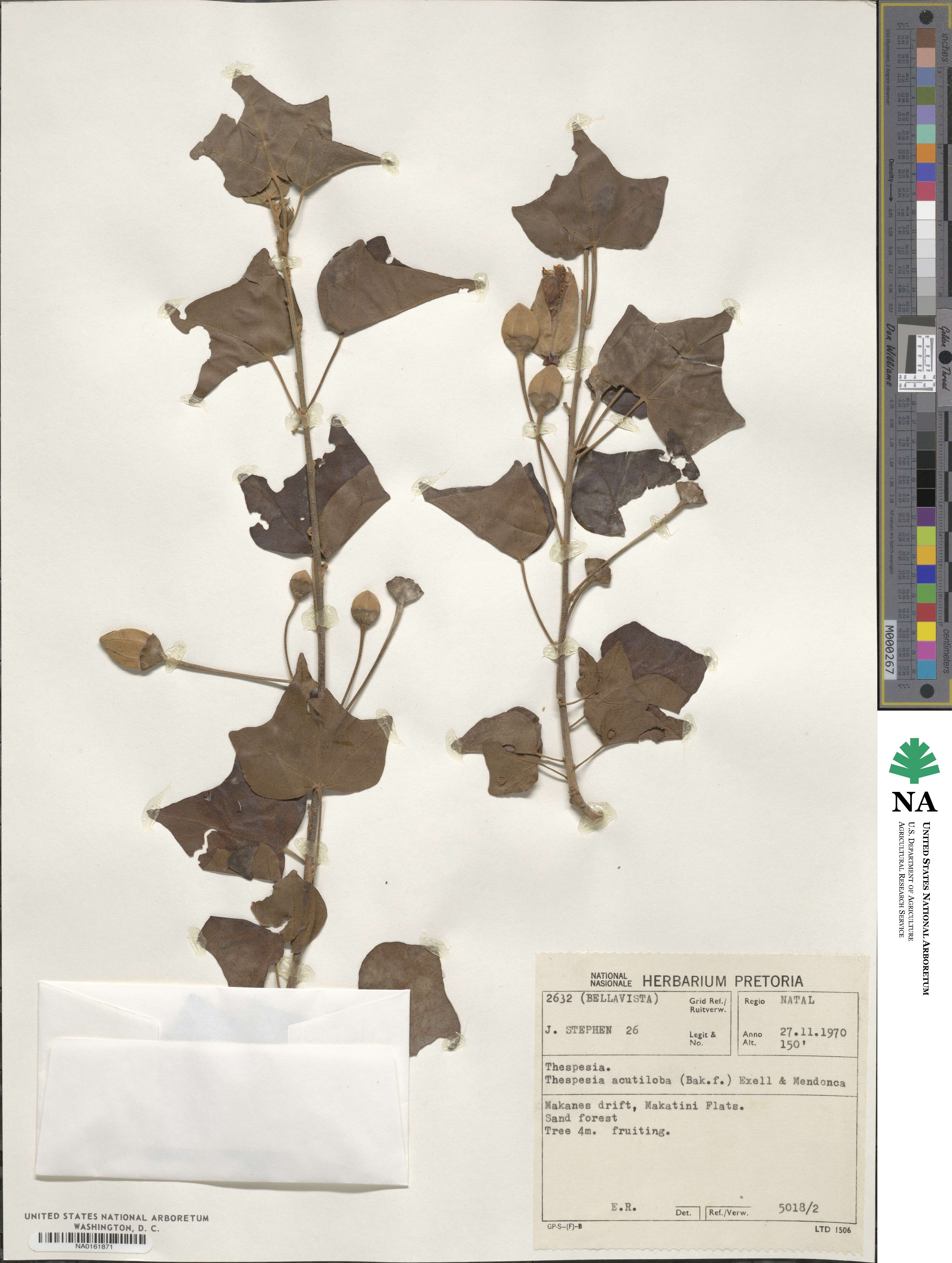 Thespesia acutiloba image