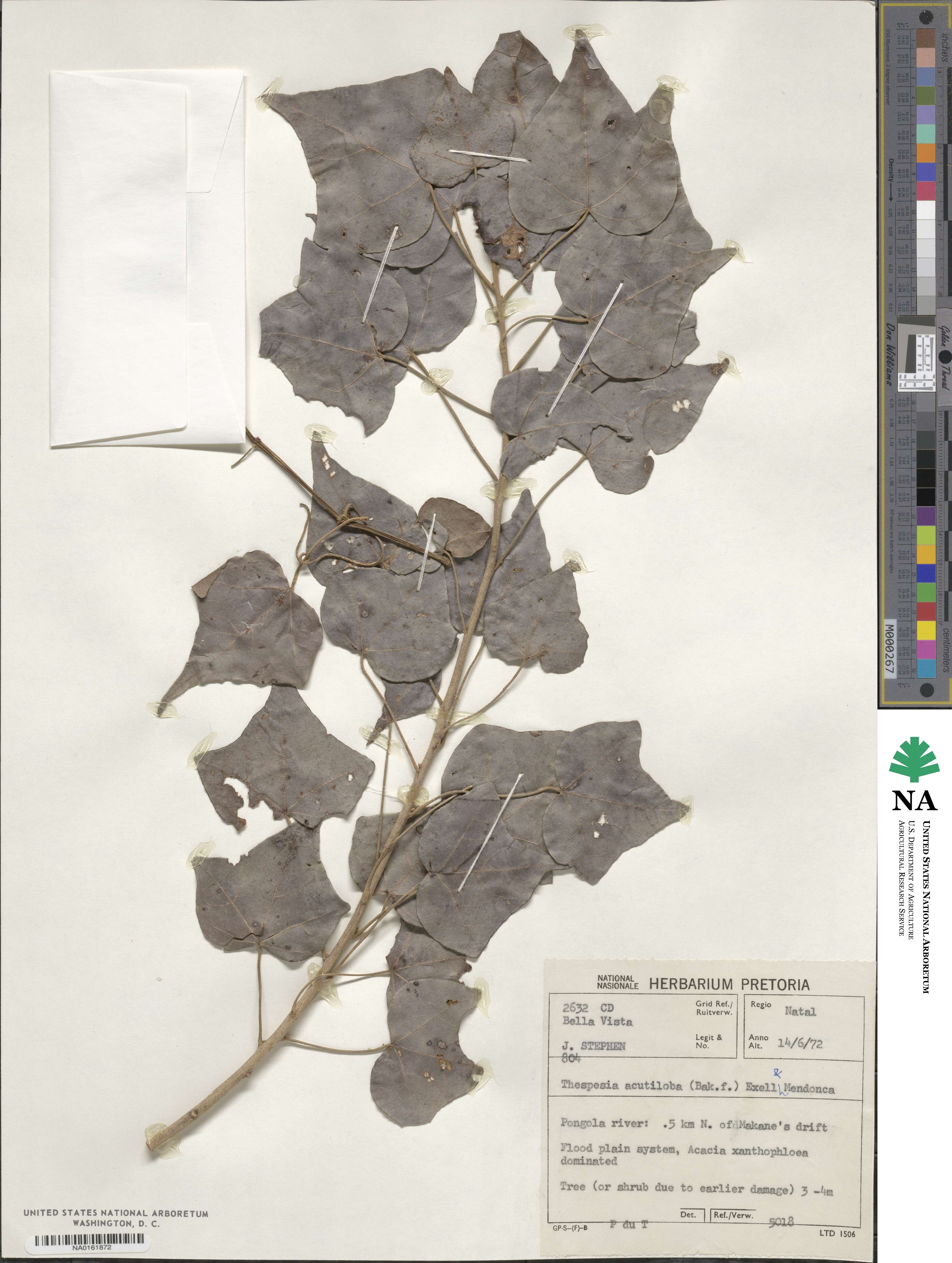 Thespesia acutiloba image