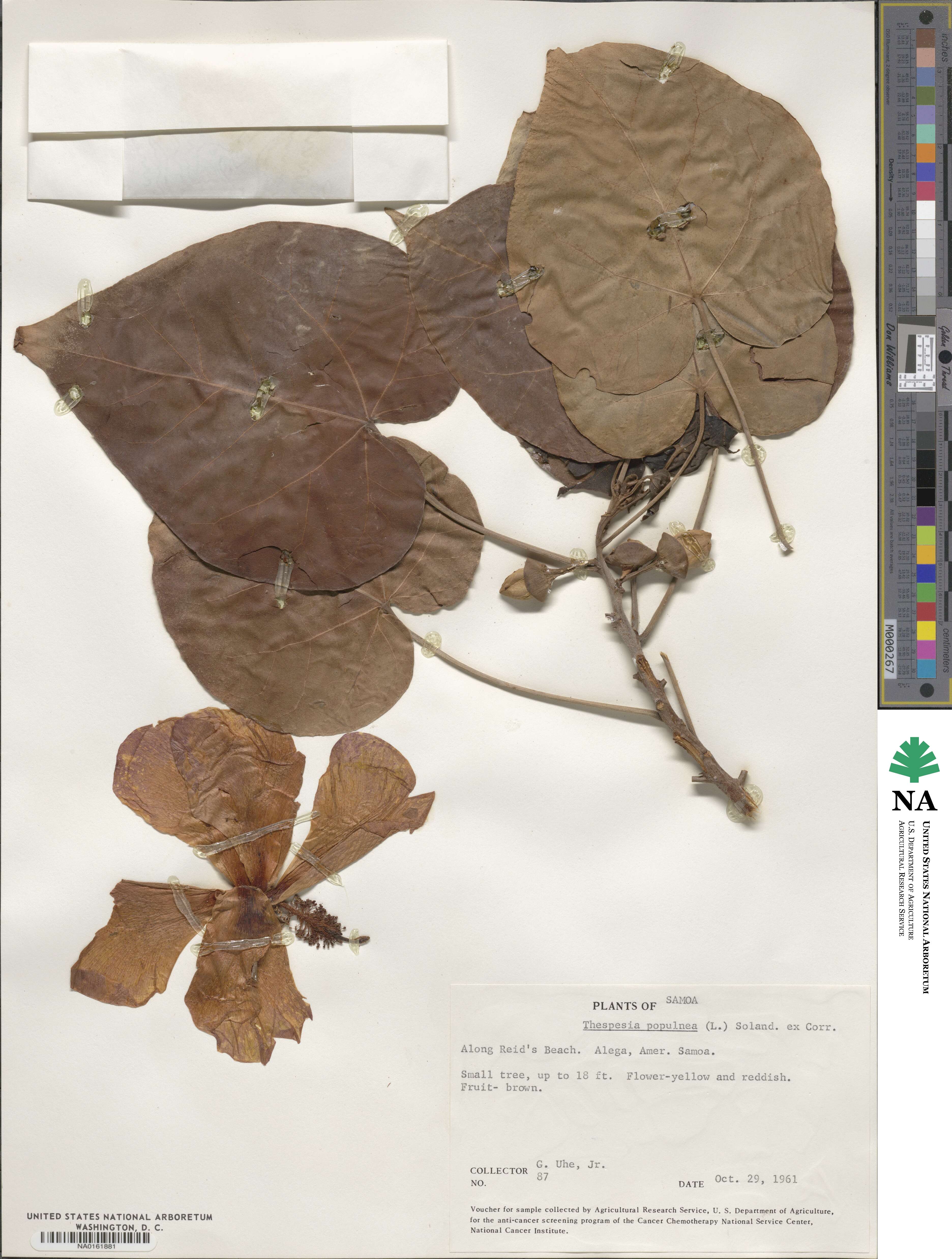 Thespesia populnea image