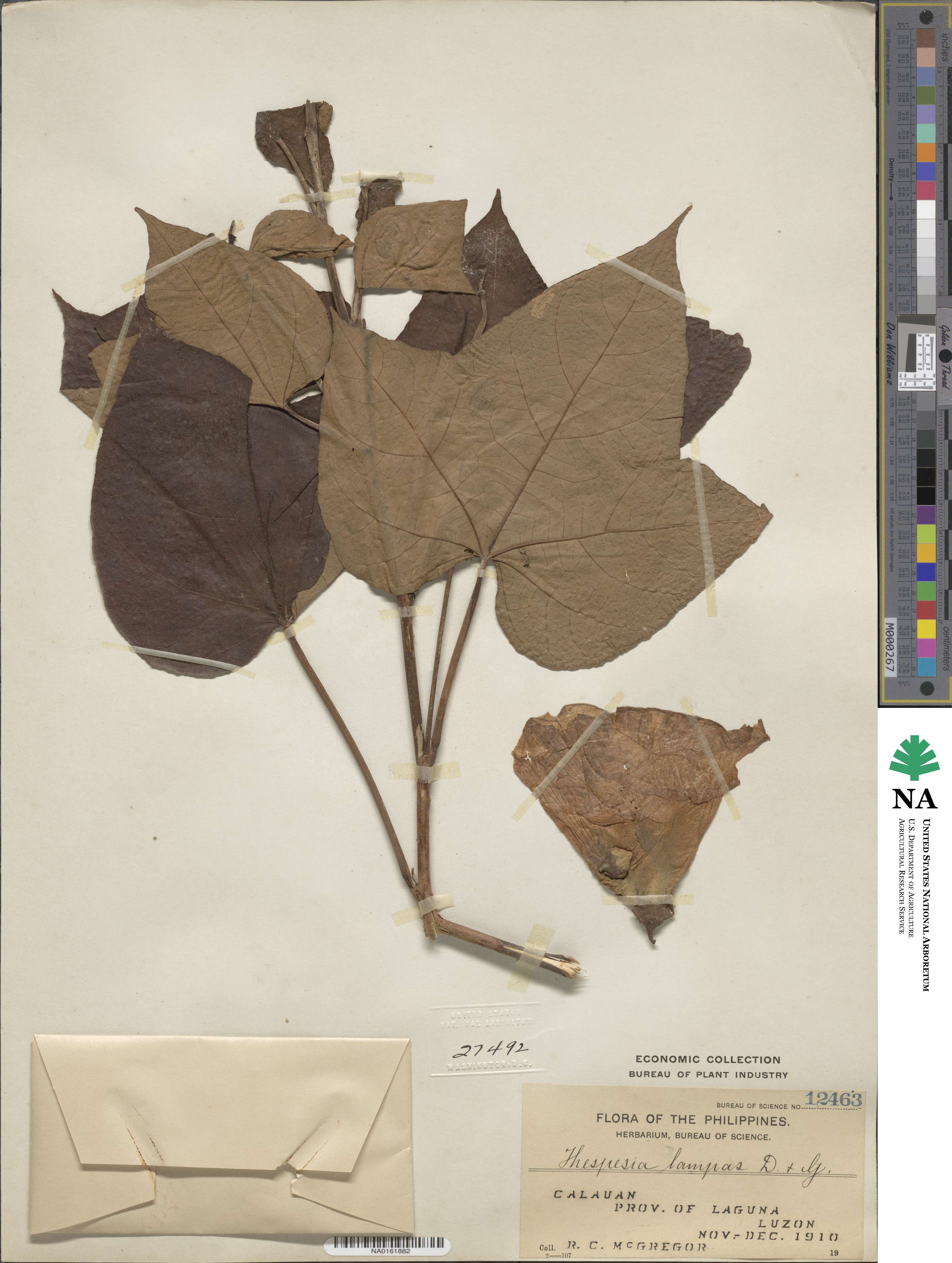 Thespesia lampas image