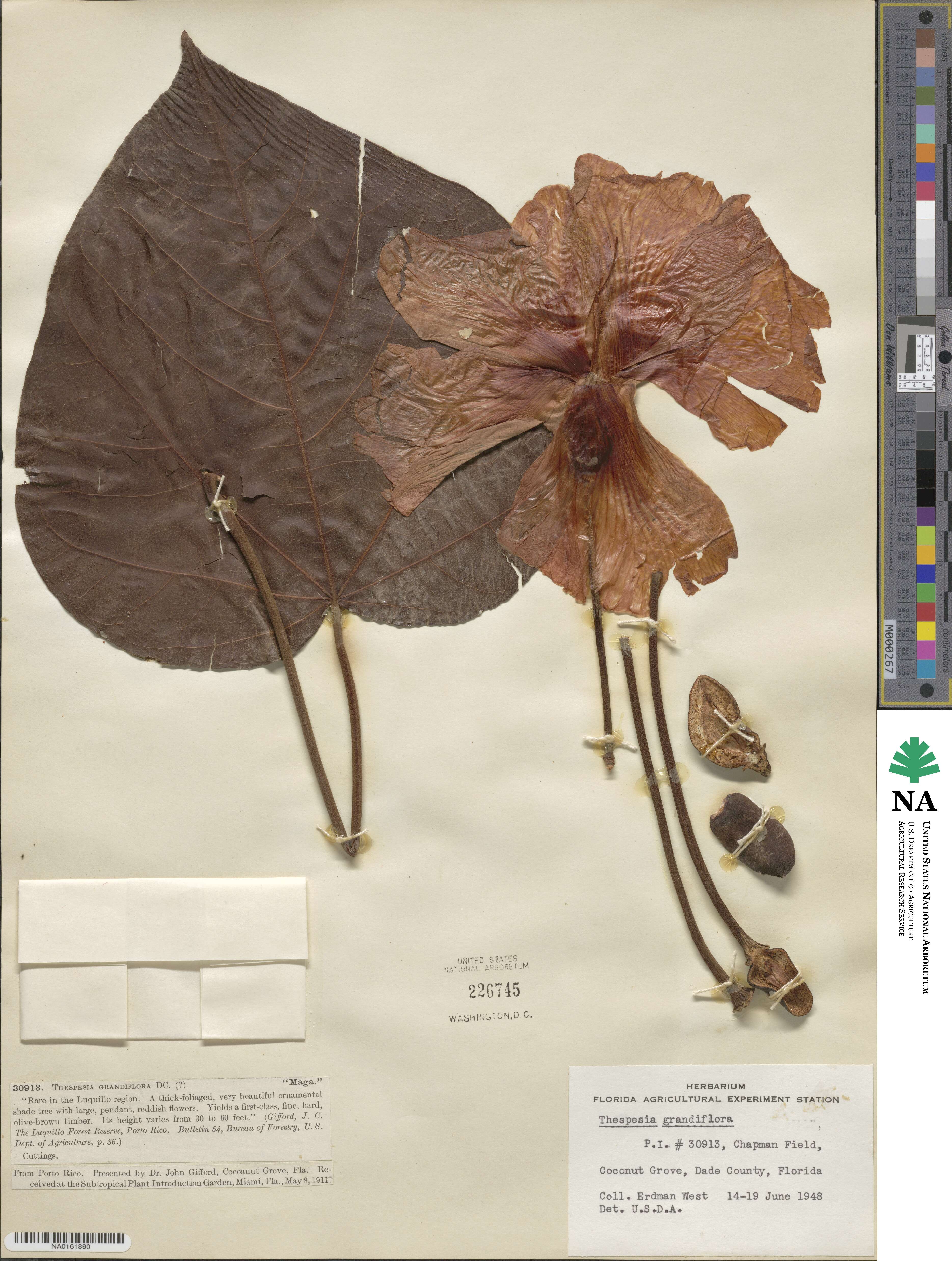 Thespesia grandiflora image