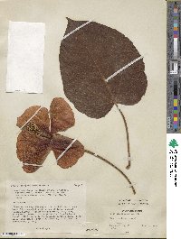 Thespesia grandiflora image